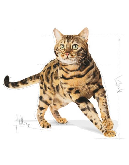 Royal Canin Bengal Adult - Kattenvoer