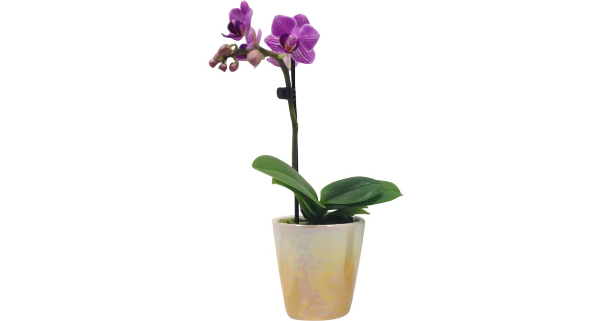 Phalaenopsis Mini