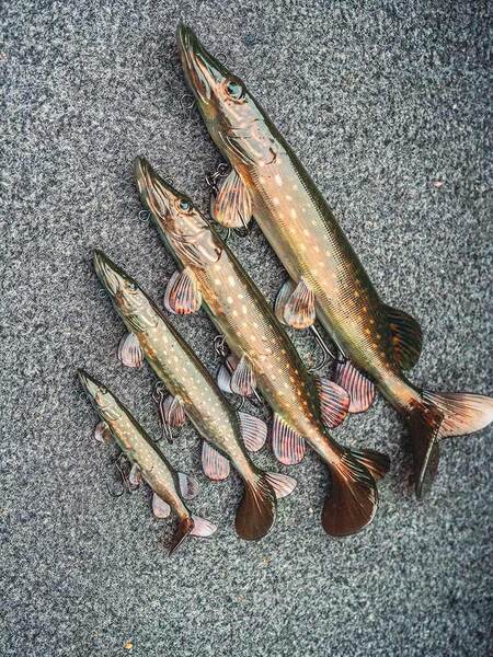 Leurre Nageur Ultra-Réaliste Fox Rage Pike Replicant 10cm (12g)