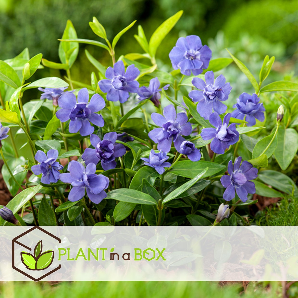 Vinca minor - set de 4 - petite pervenche - pot 17cm - hauteur 25-40cm