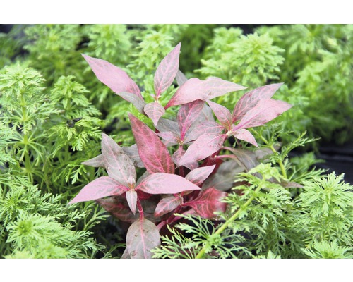 Papegaaienblad Rode Robijn - Alternanthera reineckii 'Red Ruby'