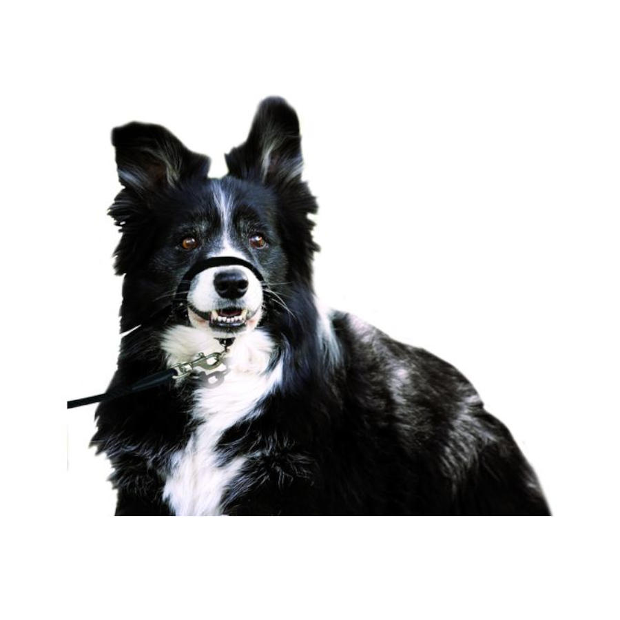 Coleira para focinho de cachorro Karlie Easy Leader