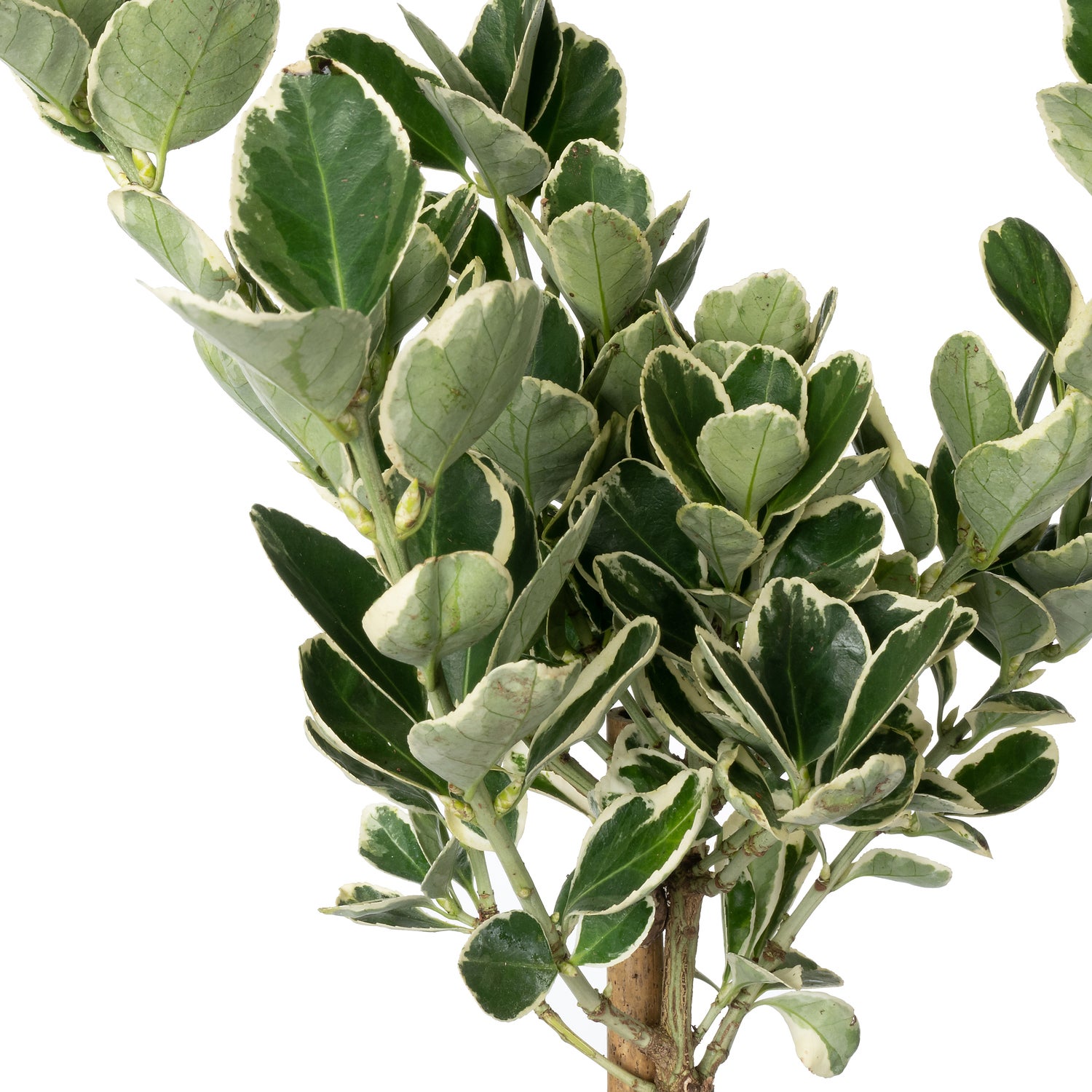 Japanse Kardinaalsmuts (Euonymus japonica 'Kathy') D 21 H 90 cm