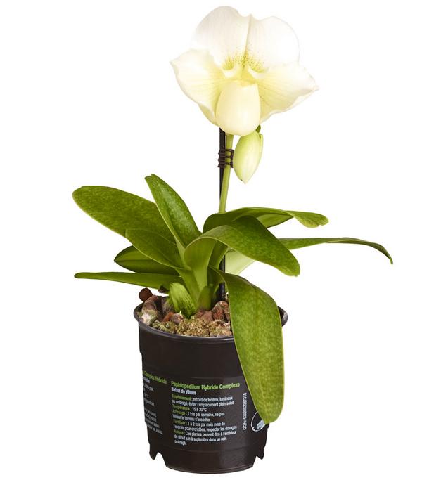 Frauenschuh - Paphiopedilum Complex Culitvar