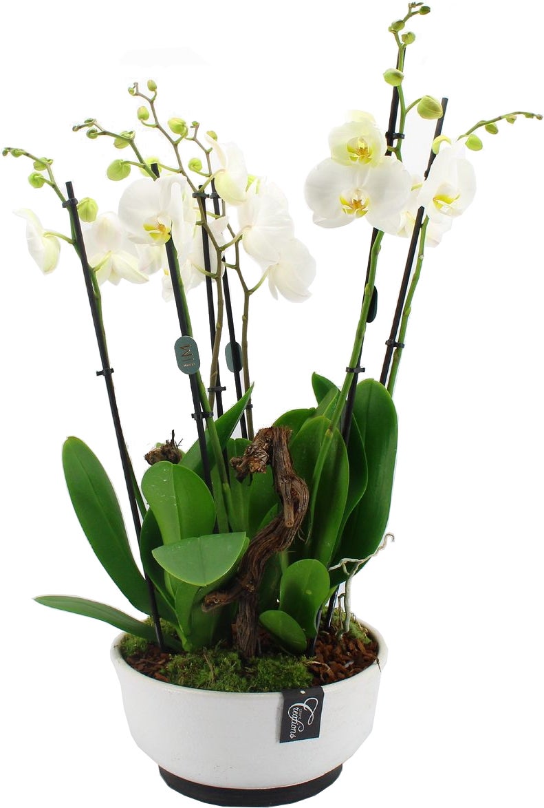 Intratuin Arrangement Rustiek Vlinderorchidee (Phalaenopsis) in schaal D 28 H 50 cm