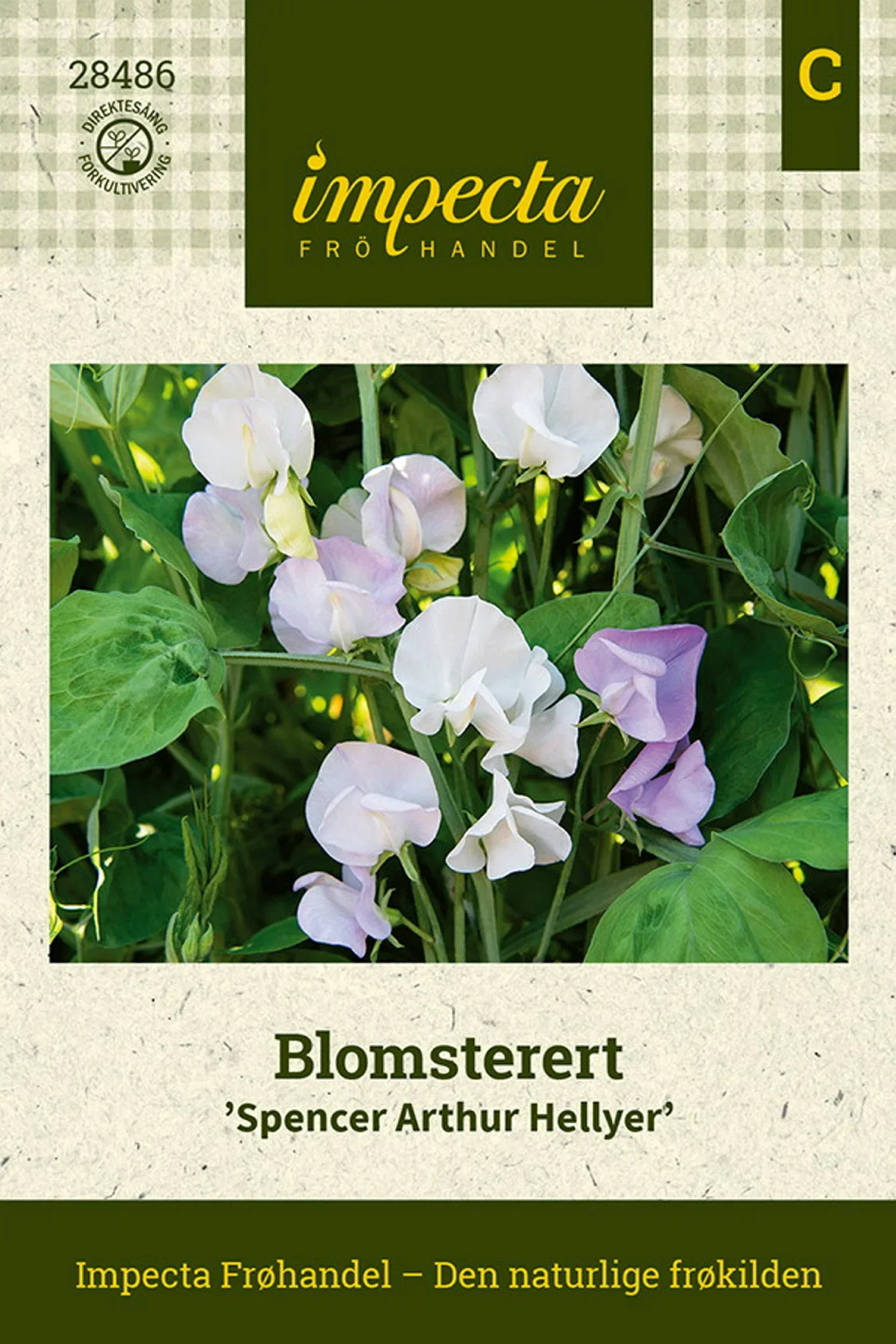 Lathyrus odoratus 'Spencer Arthur Hellyer' Blomsterert 'Spencer Arthur Hellyer'