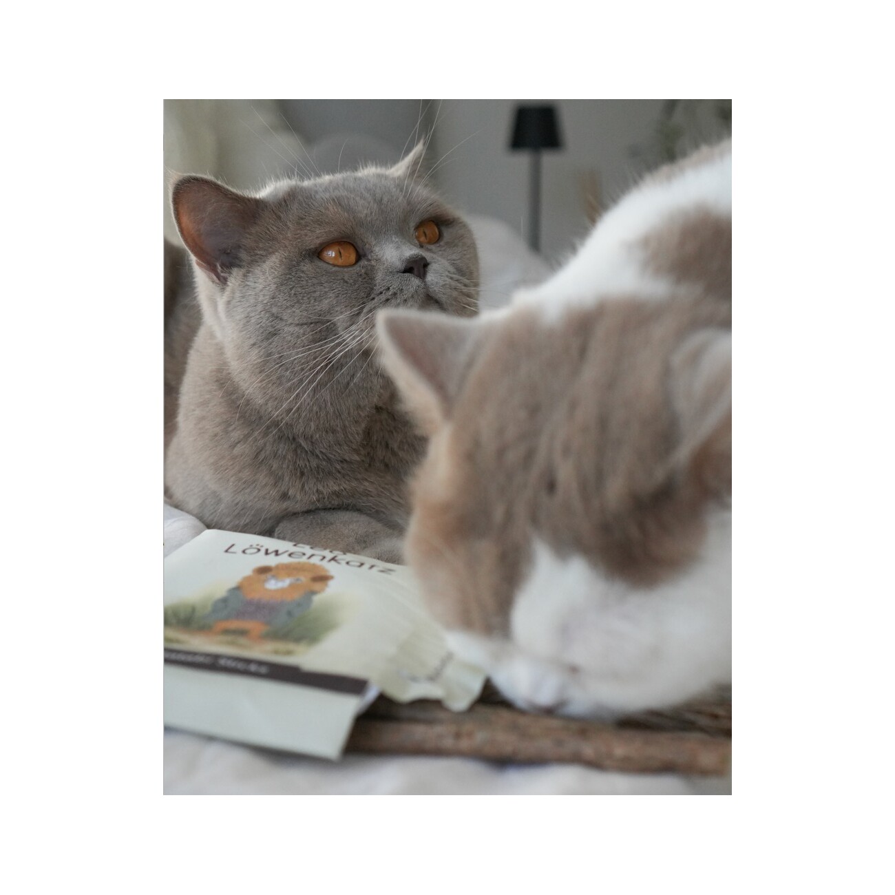 LEO LÖWENKATZ 5 Matatabi Sticks. Rein natürlich von der Silberrebe (Silvervine)