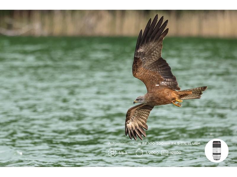 Canon Zoomobjektiv RF 100-500mm F/4.5-7.1L IS USM Canon RF Kompaktes und leichtes Supertele-Objektiv für Sport- und Wildlife-Aufnahmen