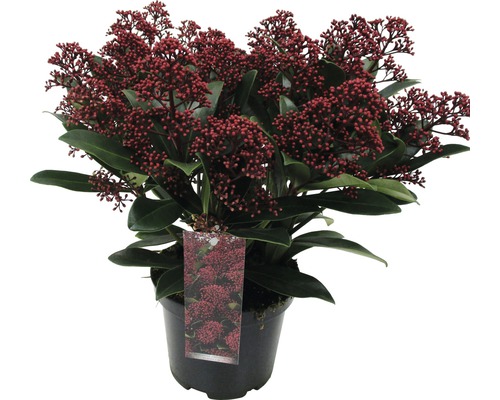 Japanse Skimmia FloraSelf Skimmia japonica 'Rubella' 20+ schermen H 15-20 cm Co 1.5 L