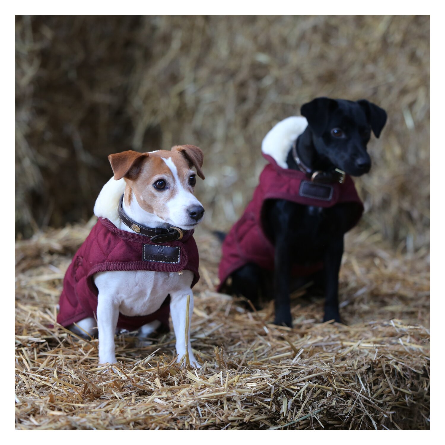 KENTUCKY DOGWEAR Hundemantel Original - bordeaux - XXL