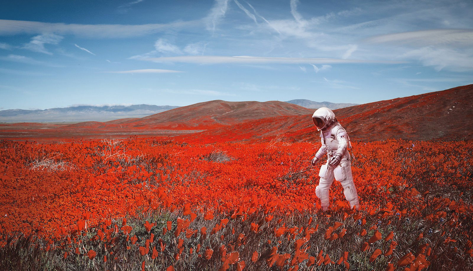 Poppy Flies by Len Van Brook - Limited Edition. Edition of: 150. Signed.