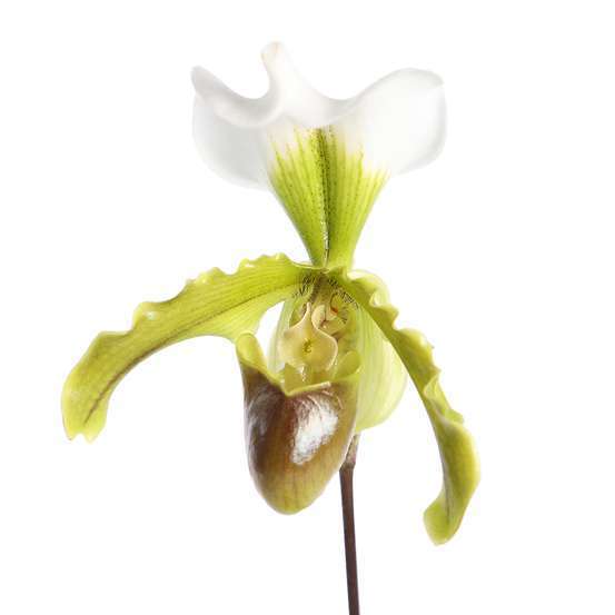 Orchidée paphiopedilum leanum : pot D12x H40cm