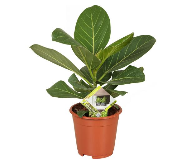 Banyanbaum - Ficus benghalensis 'Audrey'