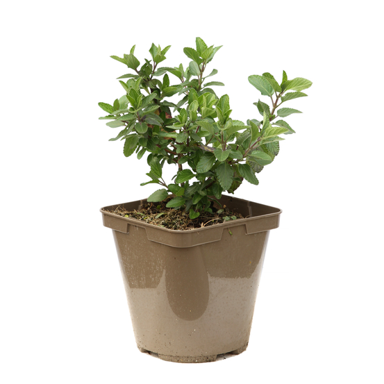 Sauge microphylla 'Cera Potosi' : ctr 3 litres