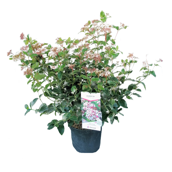 Viburnum tinus 'Lisarose'® : pot 10L