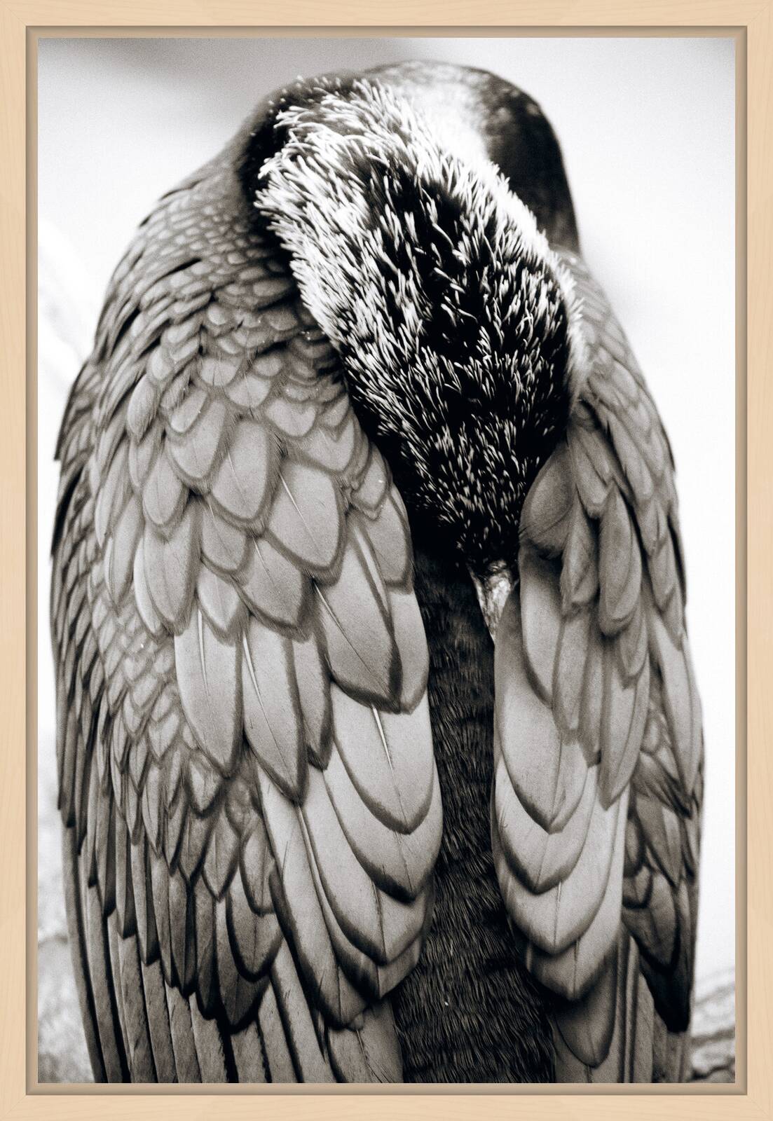 Great Cormorant by Henry Horenstein - Open Edition.