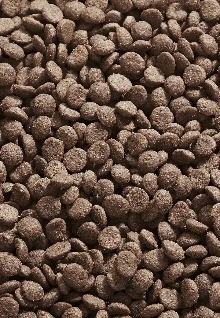 Cat Intestinal