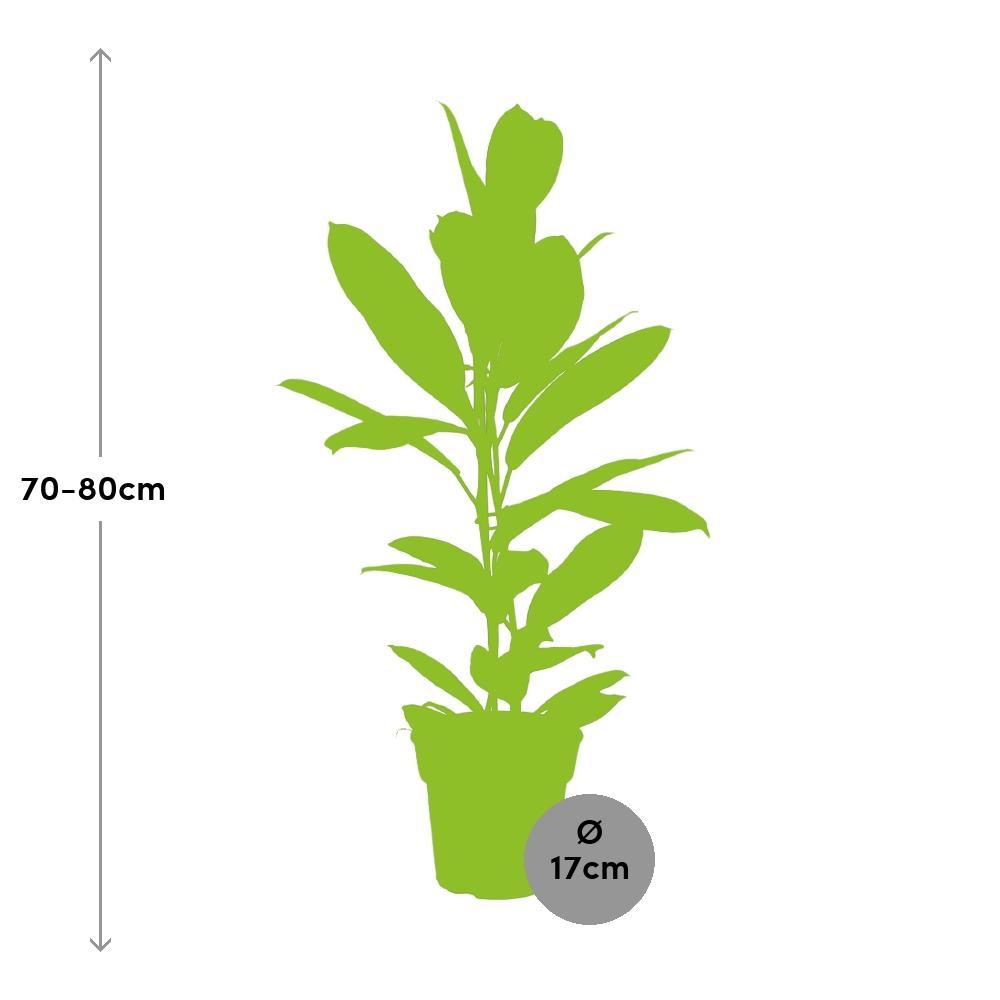 Plante d'intérieur - ficus america tresor 75.0cm