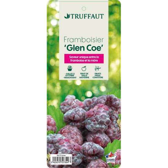 Framboisier 'Glen Coe' : pot de 5 litres