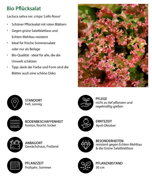 Bio Pflücksalat 'Lollo Rosso', 6er Schale