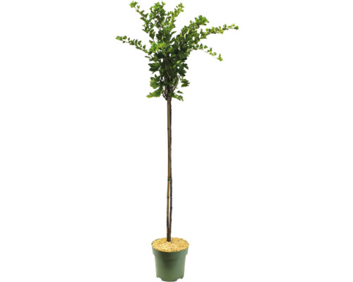 Biologische Rode Kruisbes Hoogstamboom FloraSelf Organic Ribes uva-crispa 'Hinnonmäki red' Hoogte ca. 140 cm Co 5 L
