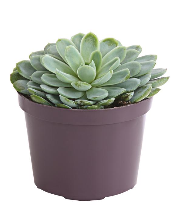 Echeverie - Echeveria Hybride, verschiedene