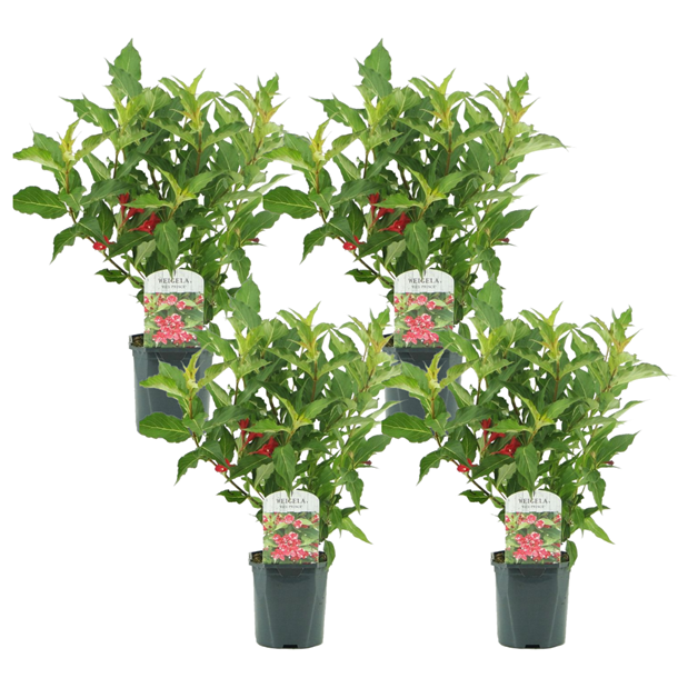 Weigela red prince - 4