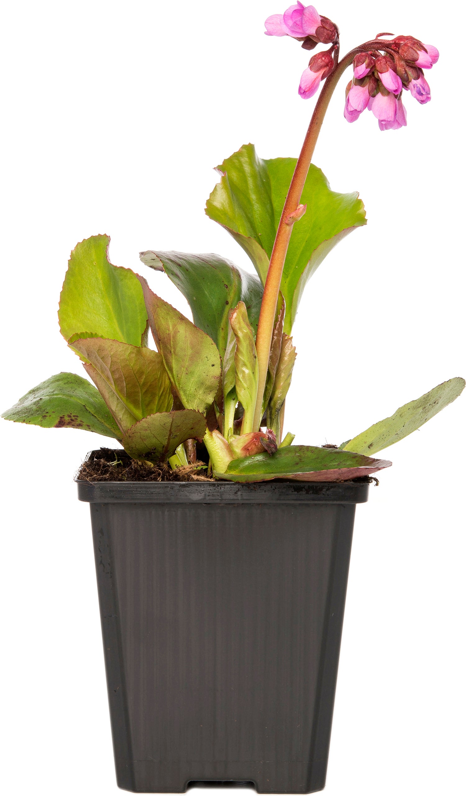 Schoenlappersplant (Bergenia cordifolia) D 15 H 30 cm