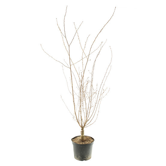 Prunus subhirtella ' Fukubana ' :conteneur 10 litres