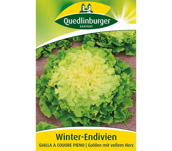 Quedlinburger Samen Winter-Endivien 'Gialla A