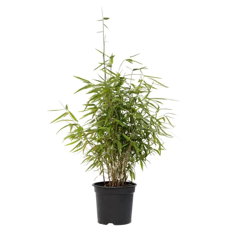 Bamboe - Fargesia nitida 'Red Dragon' - Hoogte 50-70cm - ⌀17cm
