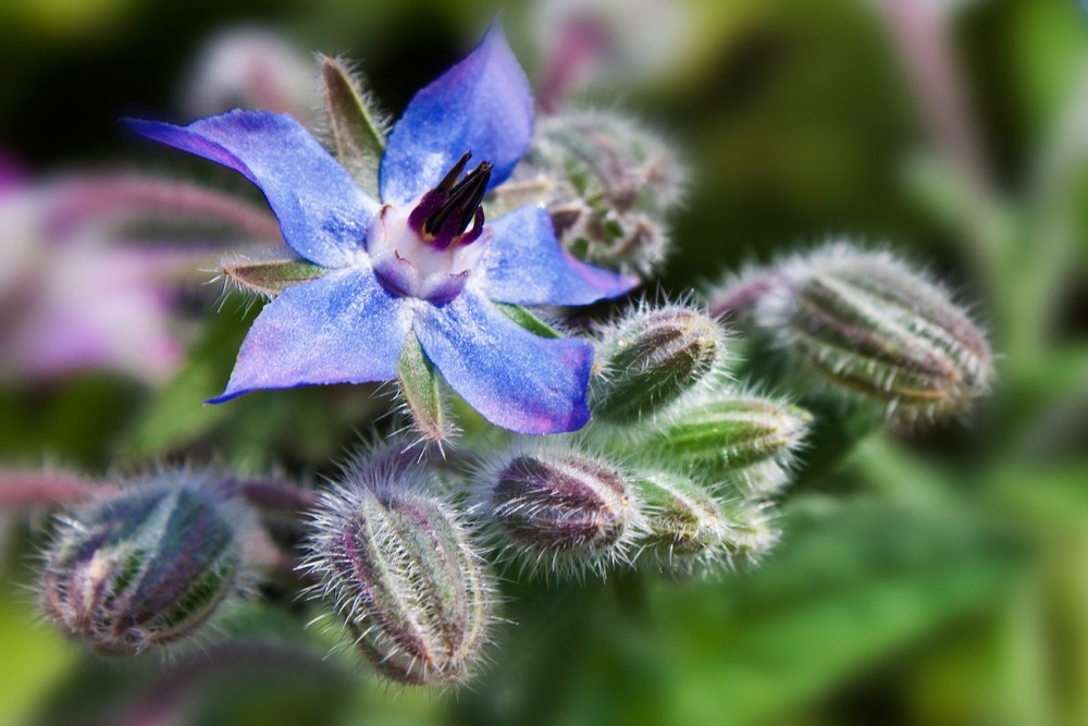 Kit cadeau - bio - bourrache - 40 graines - borago officinalis