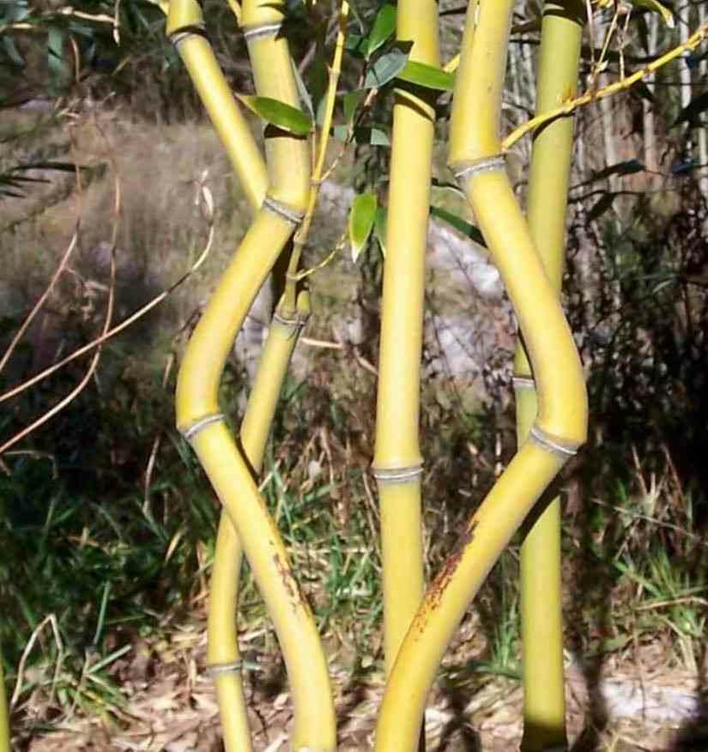 Phyllostachys aureosulcata aureocaulis taille pot de 15l - 150/175cm