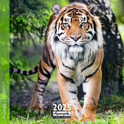 Calendrier mensuel 30x30 cm - 16 mois - Tigres