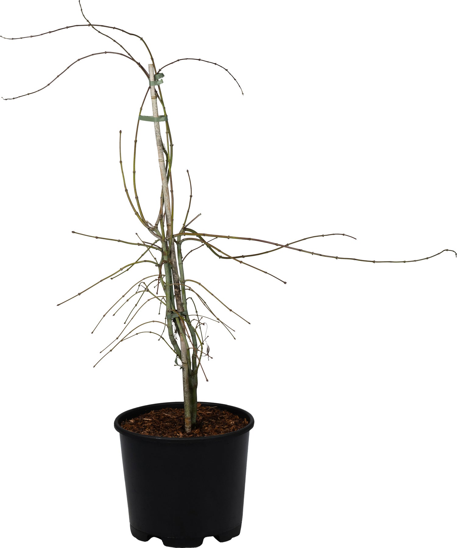 Japanse Esdoorn (Acer palmatum 'Dissectum') D 32 H 80 cm