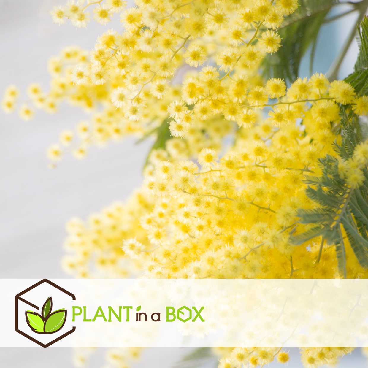 Acacia dealbata mimosa - set de 6 - pot 9cm - hauteur 25-40cm