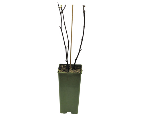 Biologische doornloze braam FloraSelf Organic Rubus fruticosus 'Thornfree' Co 2 L
