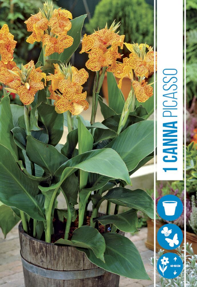BLOMSTERFRØ CANNA PICASSO PRO GARDEN!
