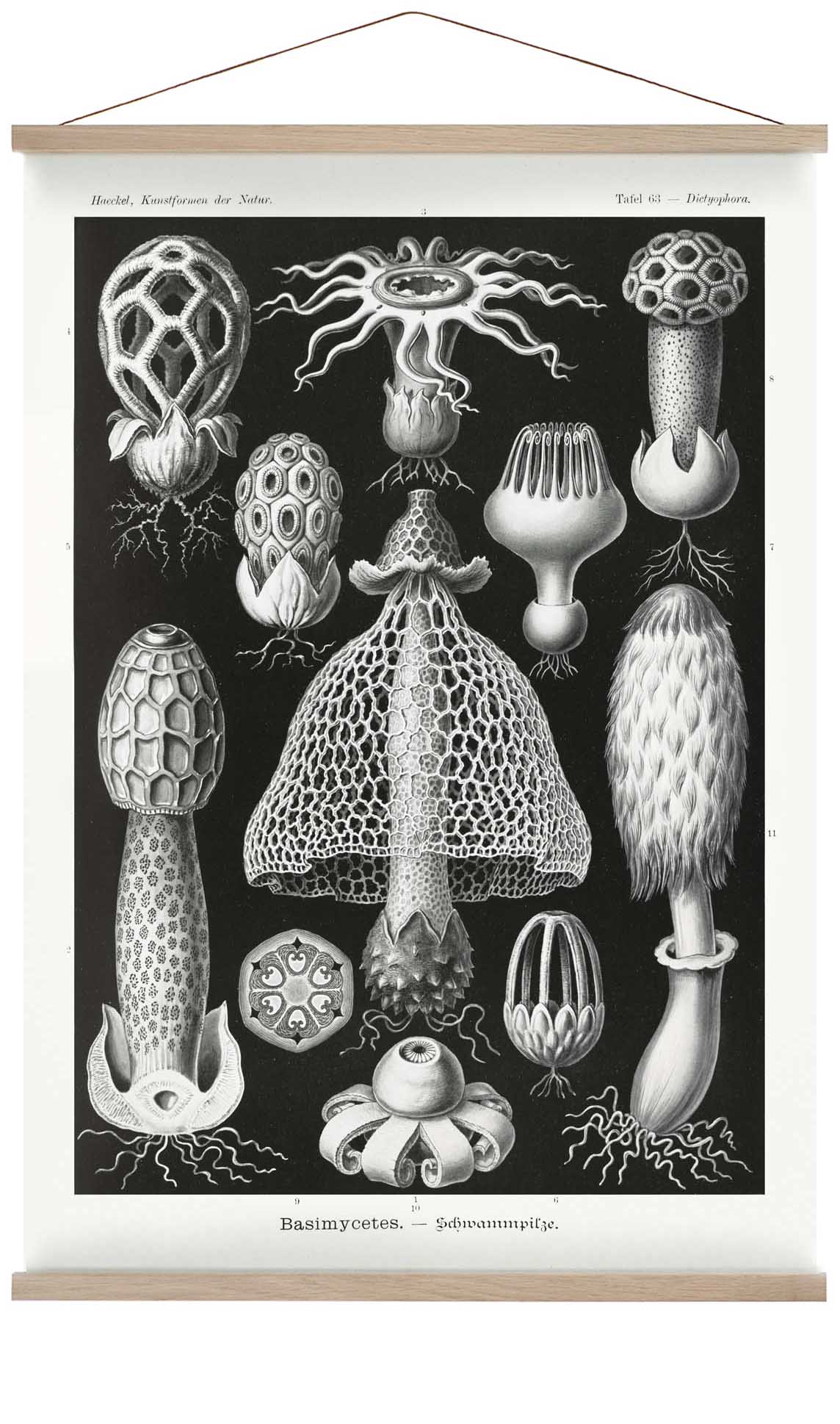Basimycetes von Ernst Haeckel