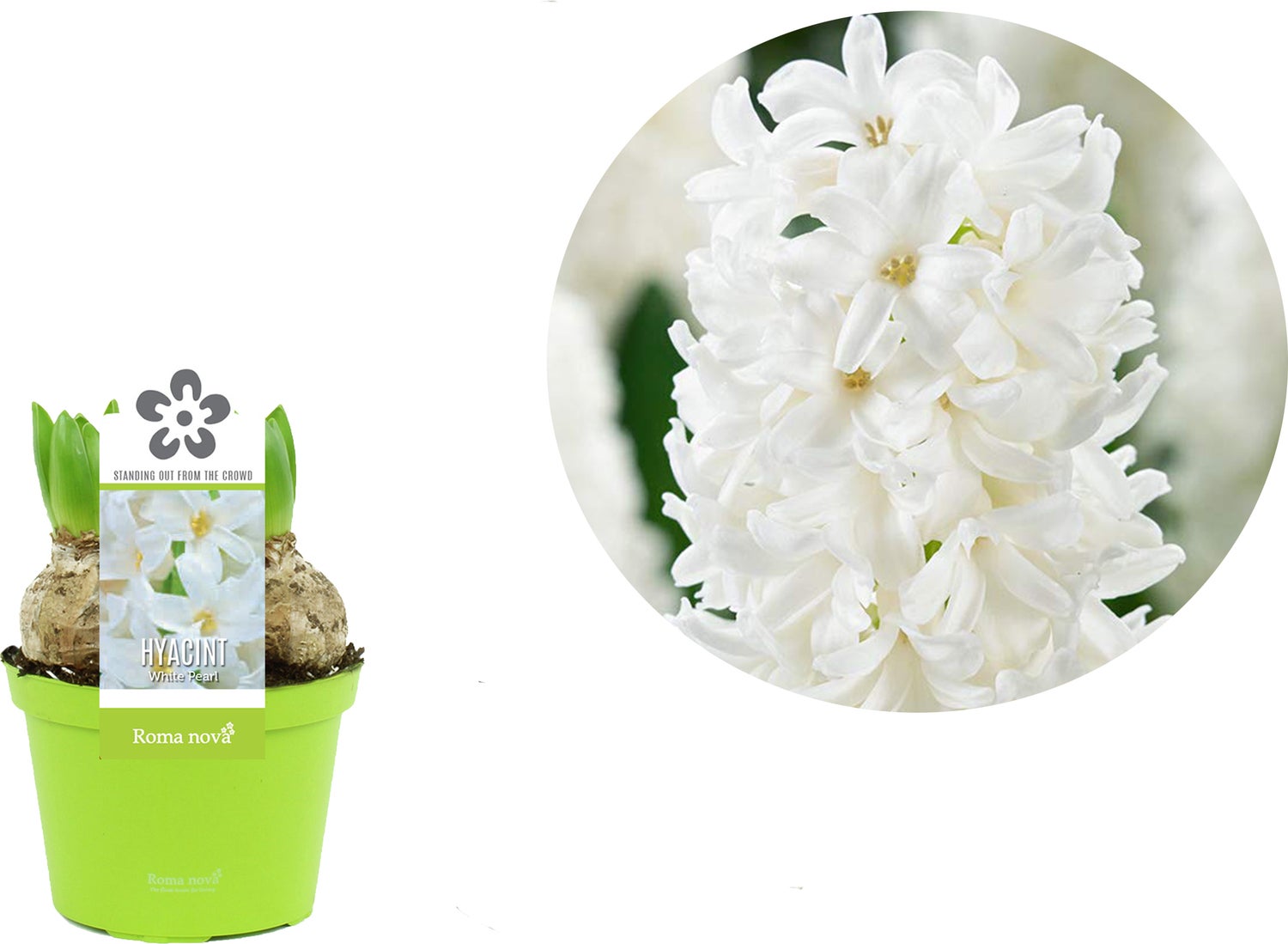 Hyacint (Hyacint 'White Pearl') D 12 H 12 cm
