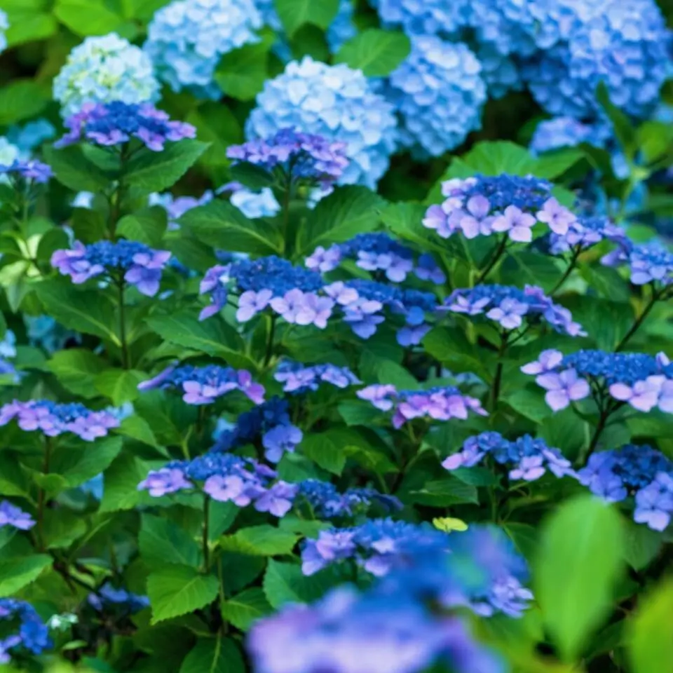 Hortensia - Set van 2 - Hydrangea serrata 'Summerglow' - Hoogte 25-40cm - ⌀19cm