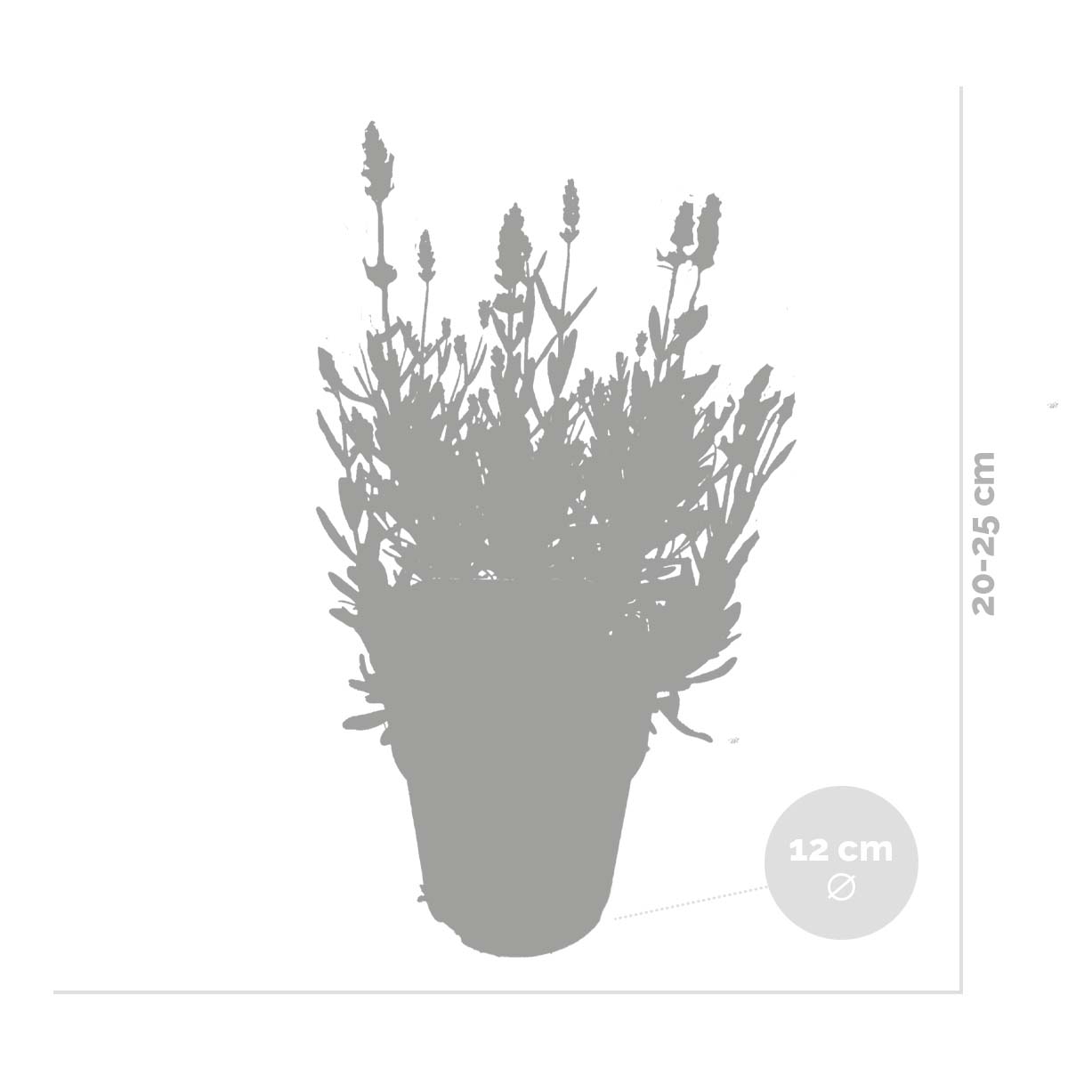 6x Lavandula angustifolia 'Ardèche' - lavendel - struik - winterhart - ⌀12 cm - ↕20-25 cm