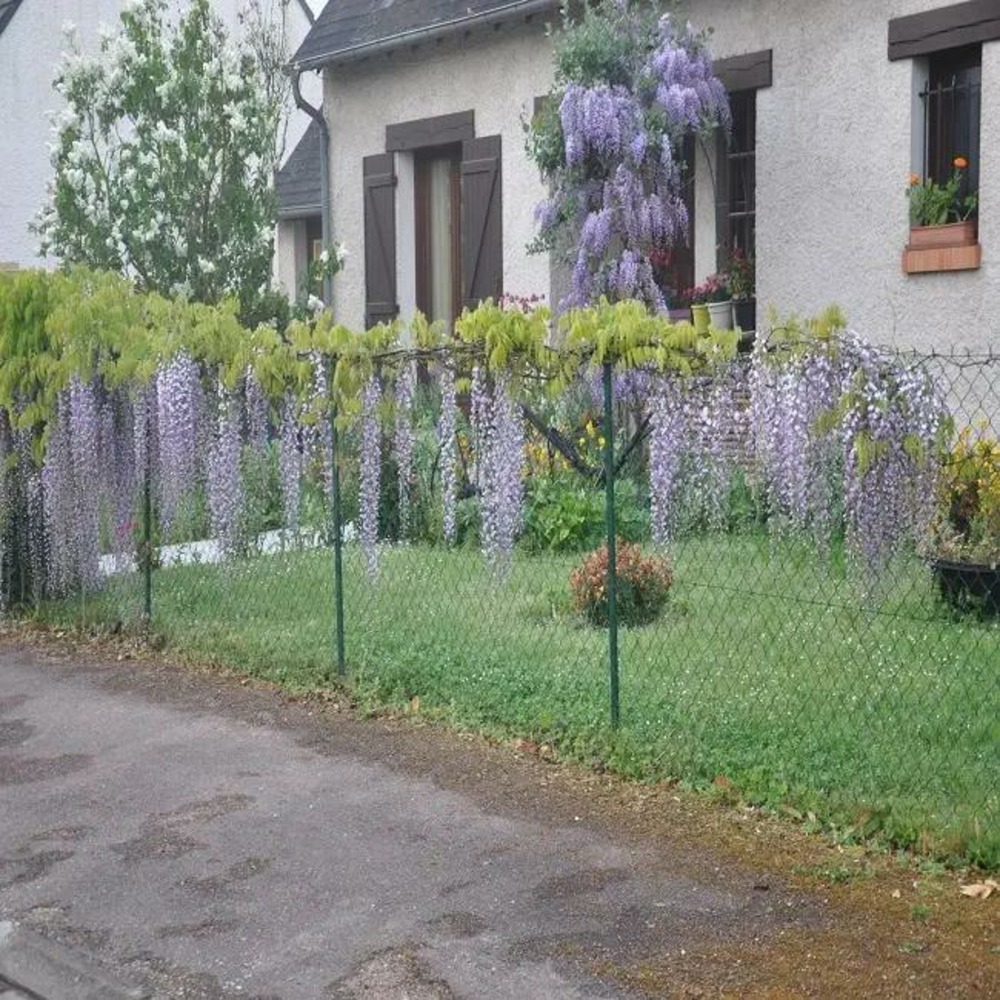 Glycine du japon 'macrobotrys' - wisteria floribunda 3l
