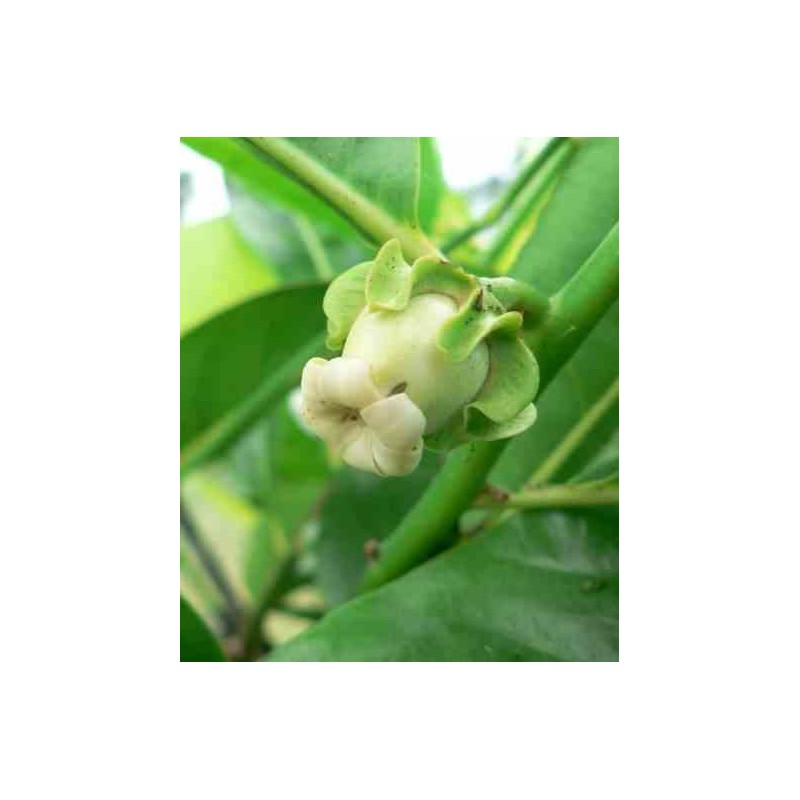 Diospyros digyna (black sapote) blanc - taille pot de 7 litres ? 80/100 cm