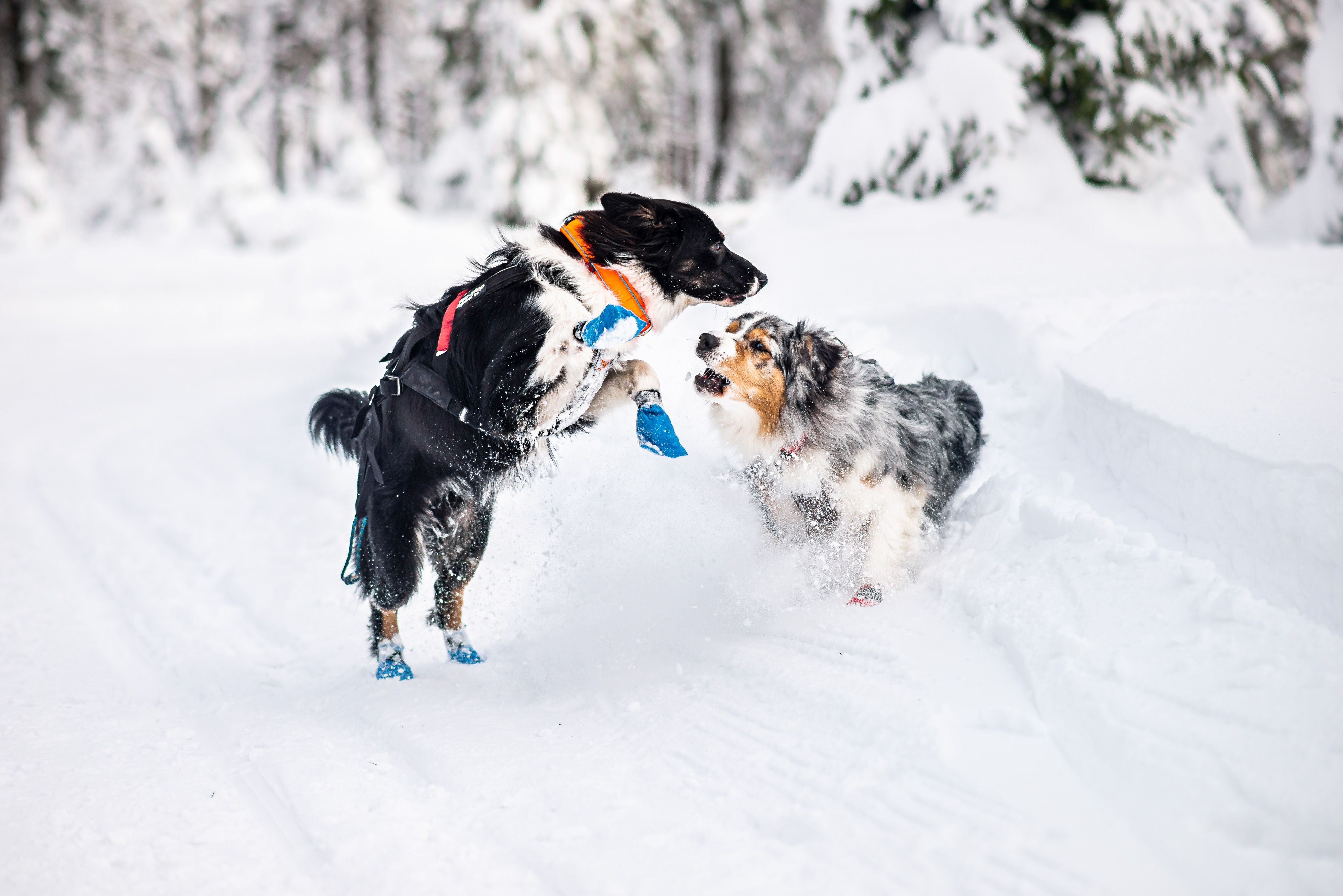 Kjøp Non-Stop Dogwear Safe Collar fra Hekta på tur!