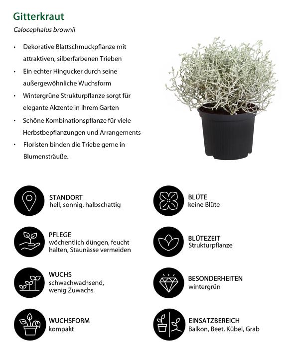 Gitterkraut