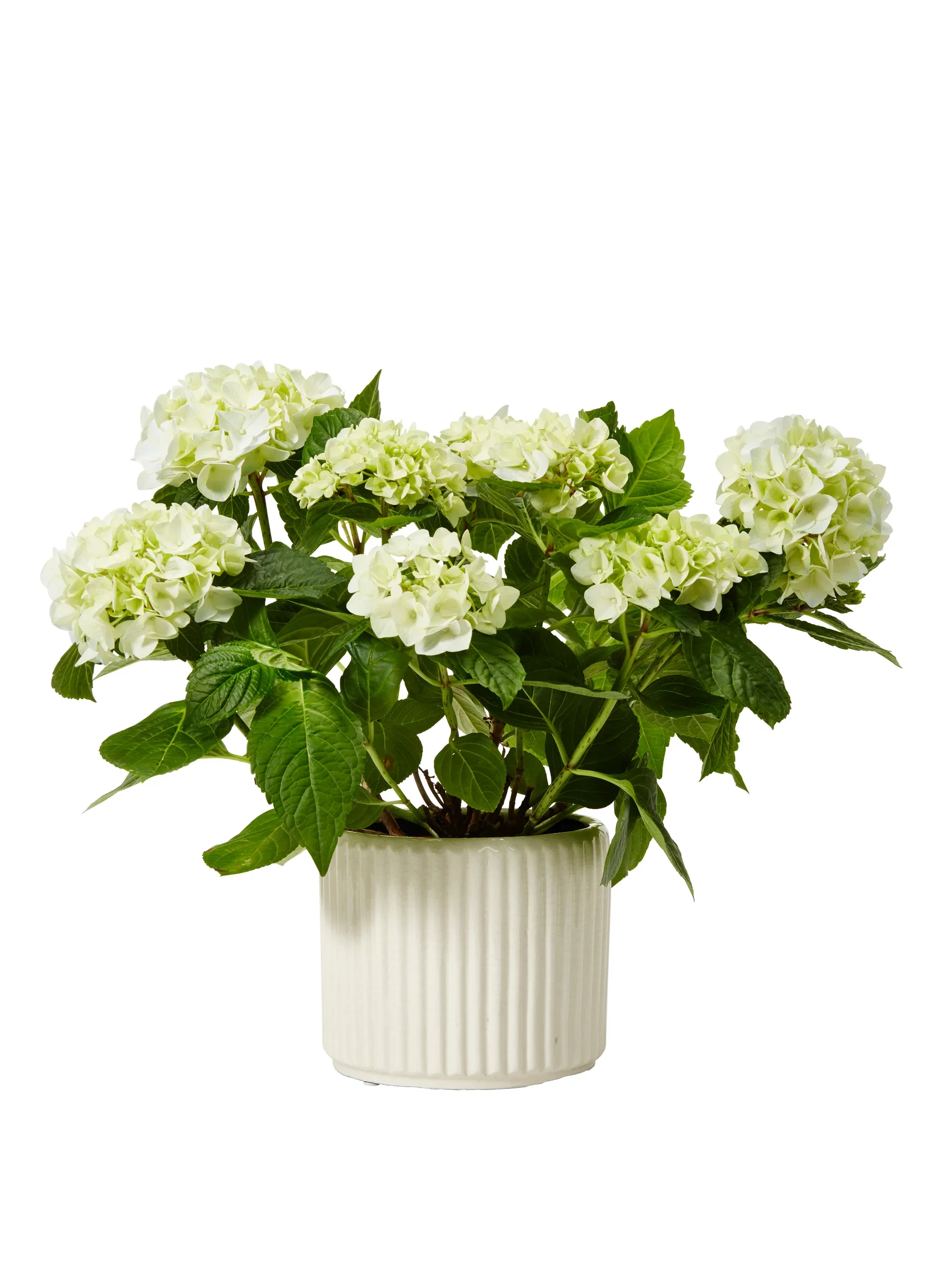 Hydrangea macrophylla Hortensia Høyde 35 cm