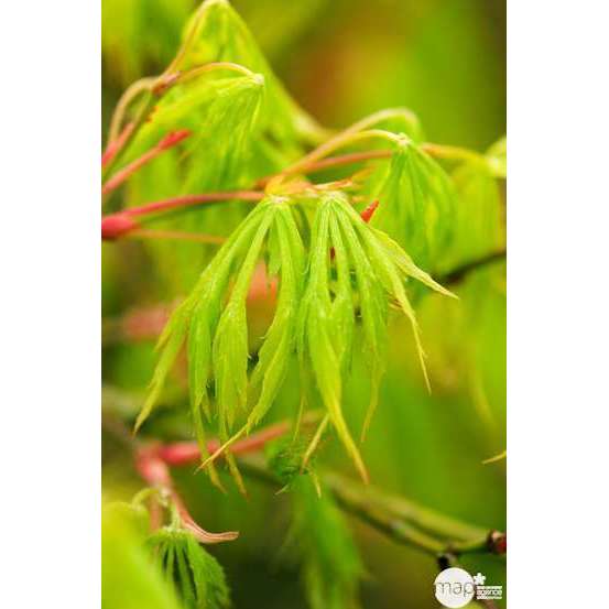 Acer palmatum dissectum : arbuste 1/2 tige