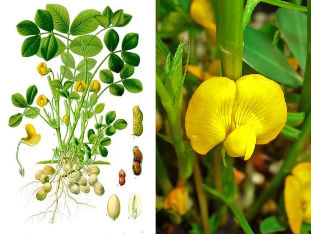 Kit cadeau - cacahuète - 8 graines - arachis hypogaea