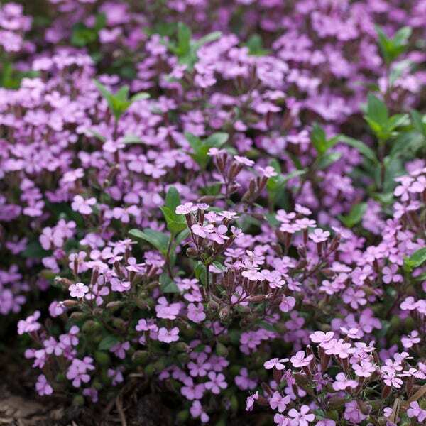 Zeepkruid (Saponaria ocymoides) D 9 H 10 cm